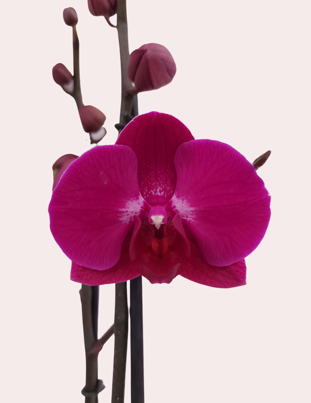 Phalaenopsis Lucilla Ø12