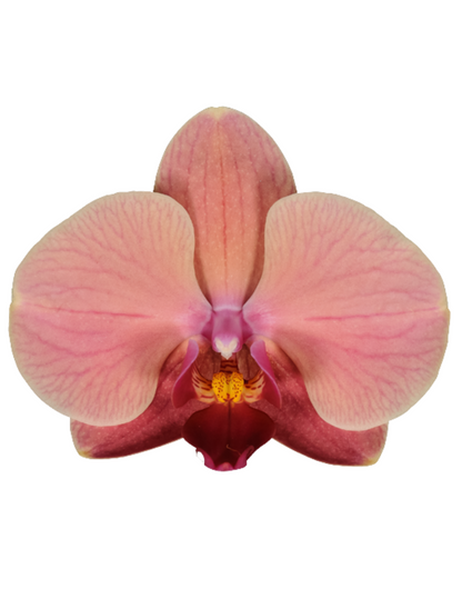 Phalaenopsis Narbonne Ø12