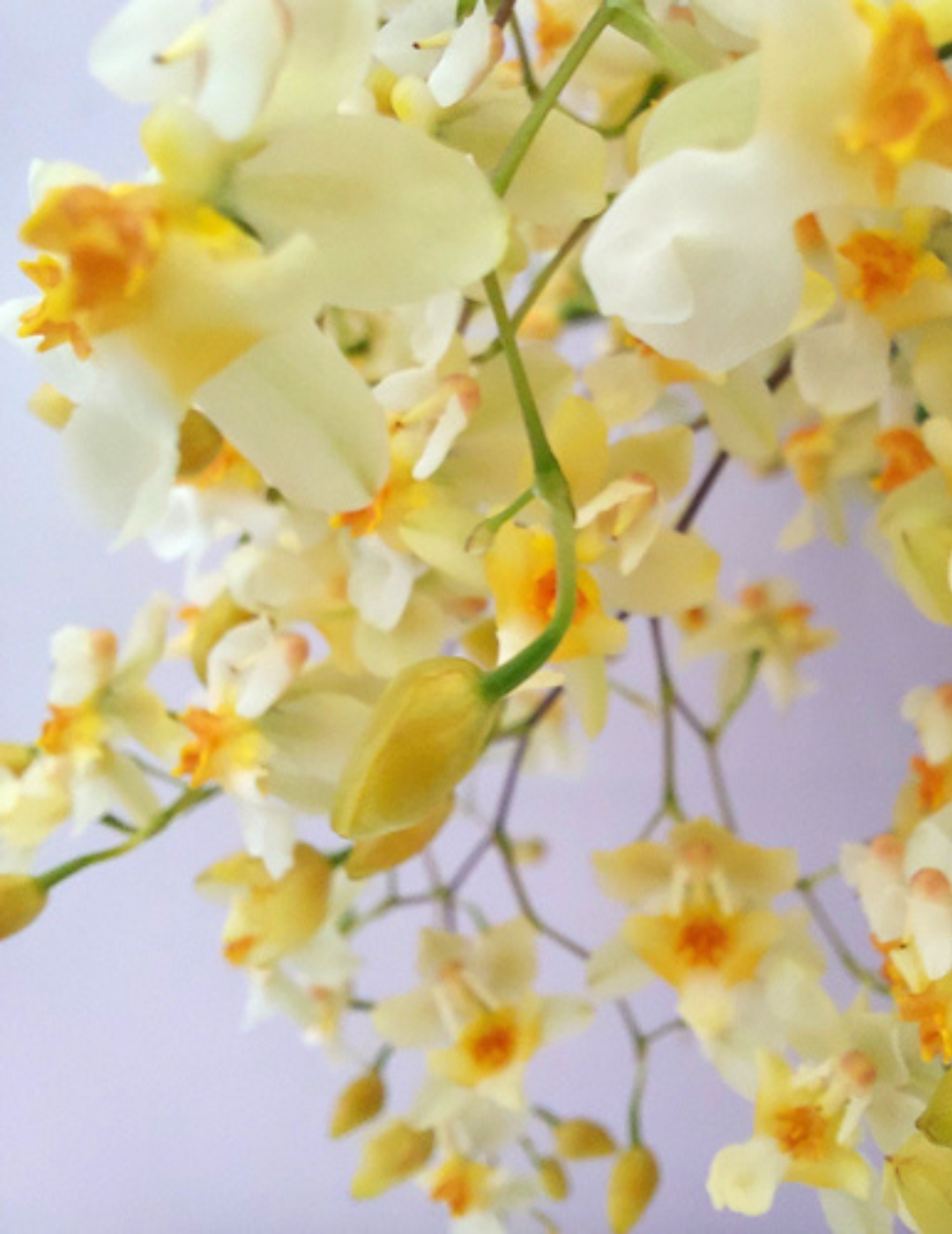 Oncidium Twinkle Jasmin