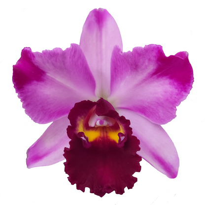 Cattleya Quilla