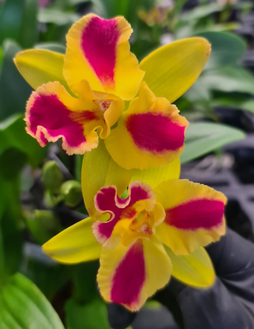 Cattleya Kaleidoscope