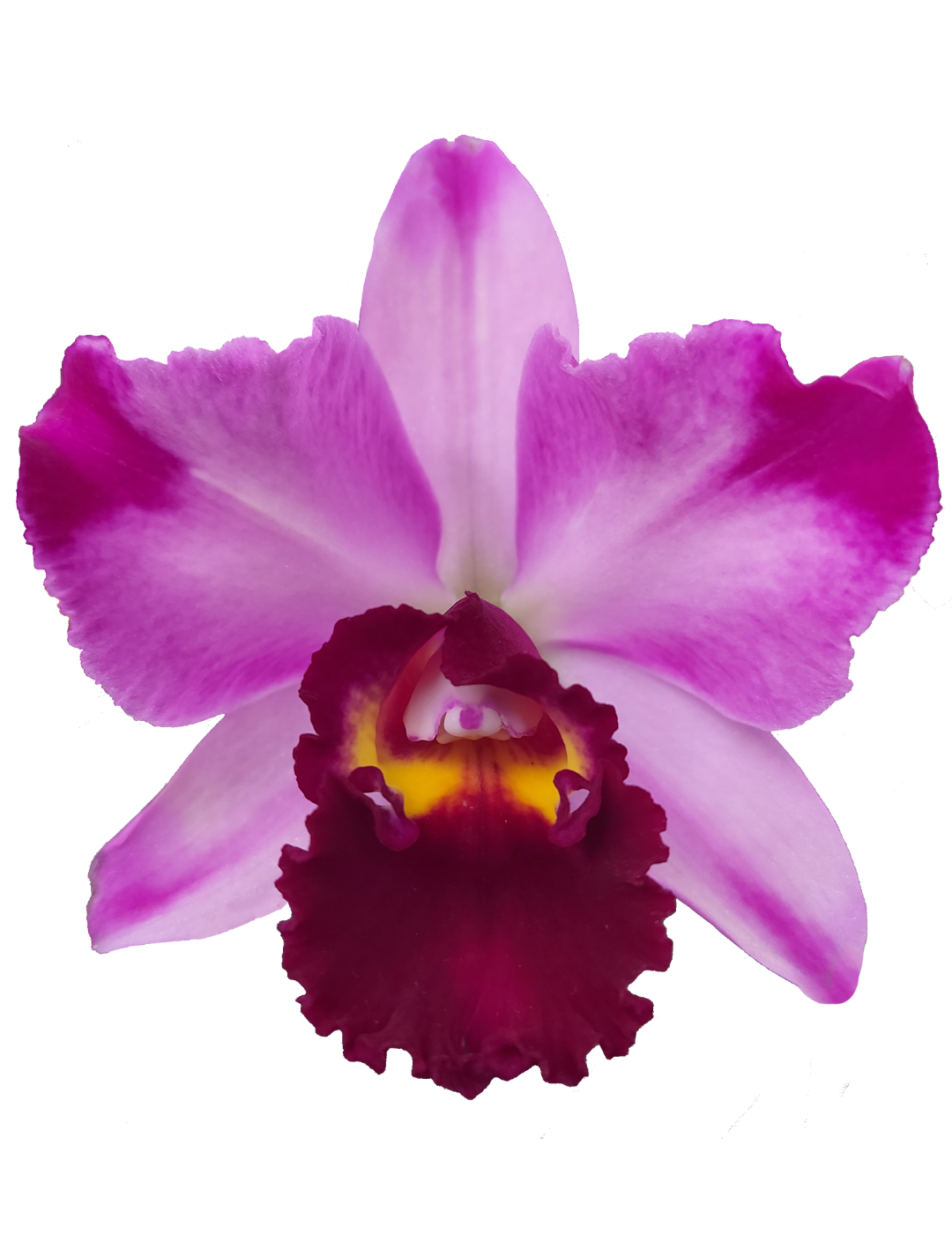 Cattleya Quilla