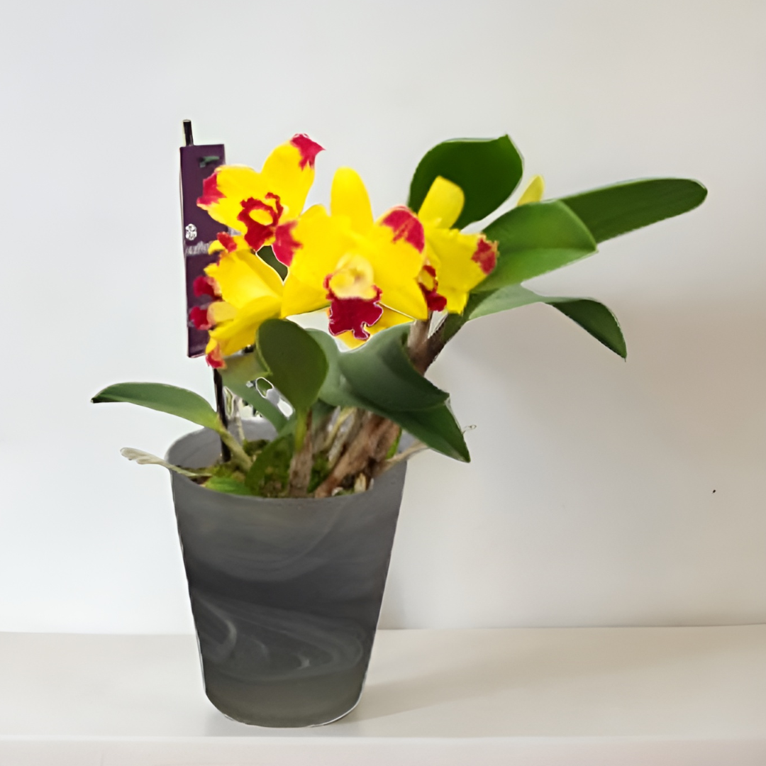 Cattleya Berta