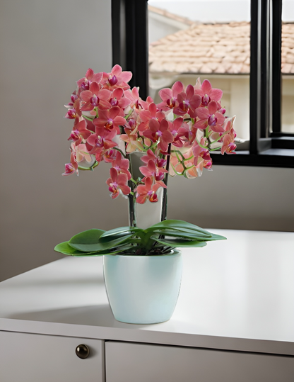 Phalaenopsis Mazzo di Fiori Ø14