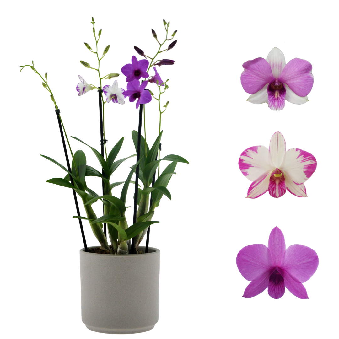 Dendrobium Phalaenopsis