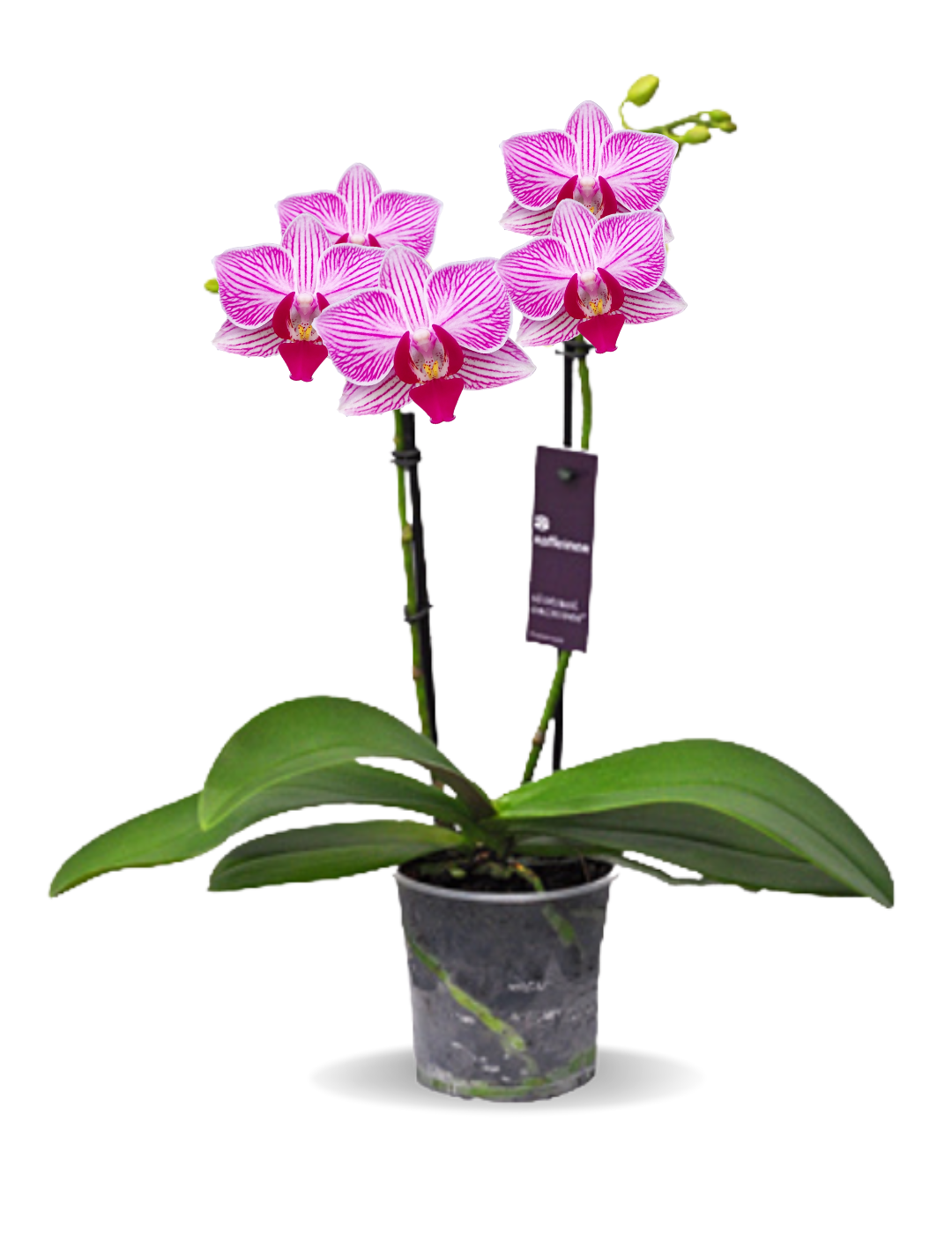 Phalaenopsis Santiago Ø9