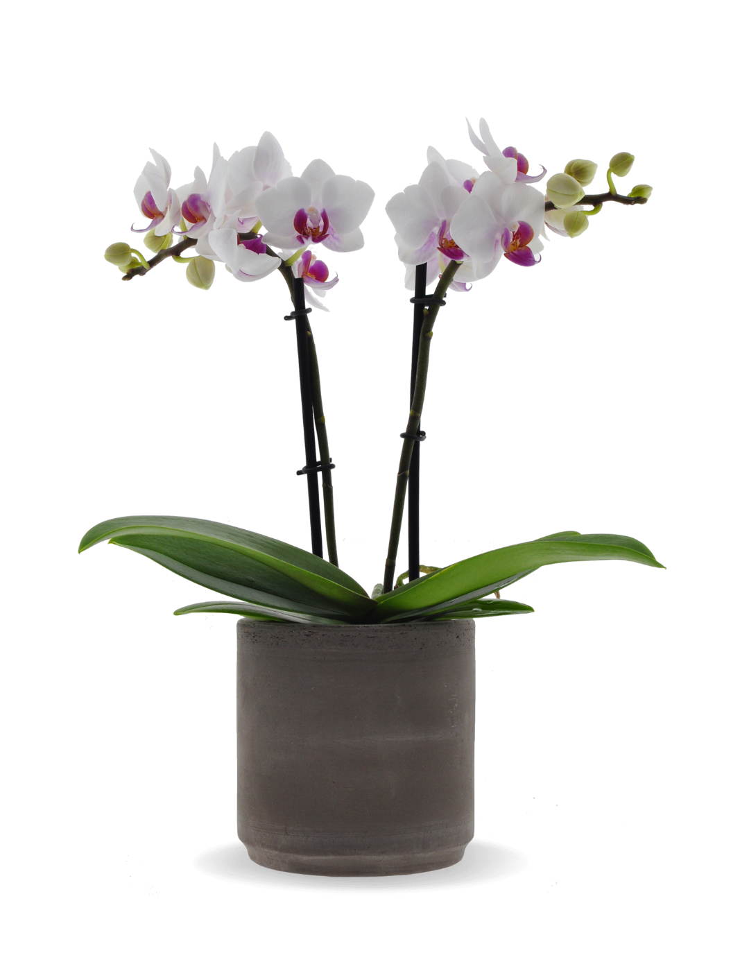 Phalaenopsis Chiara Ø9