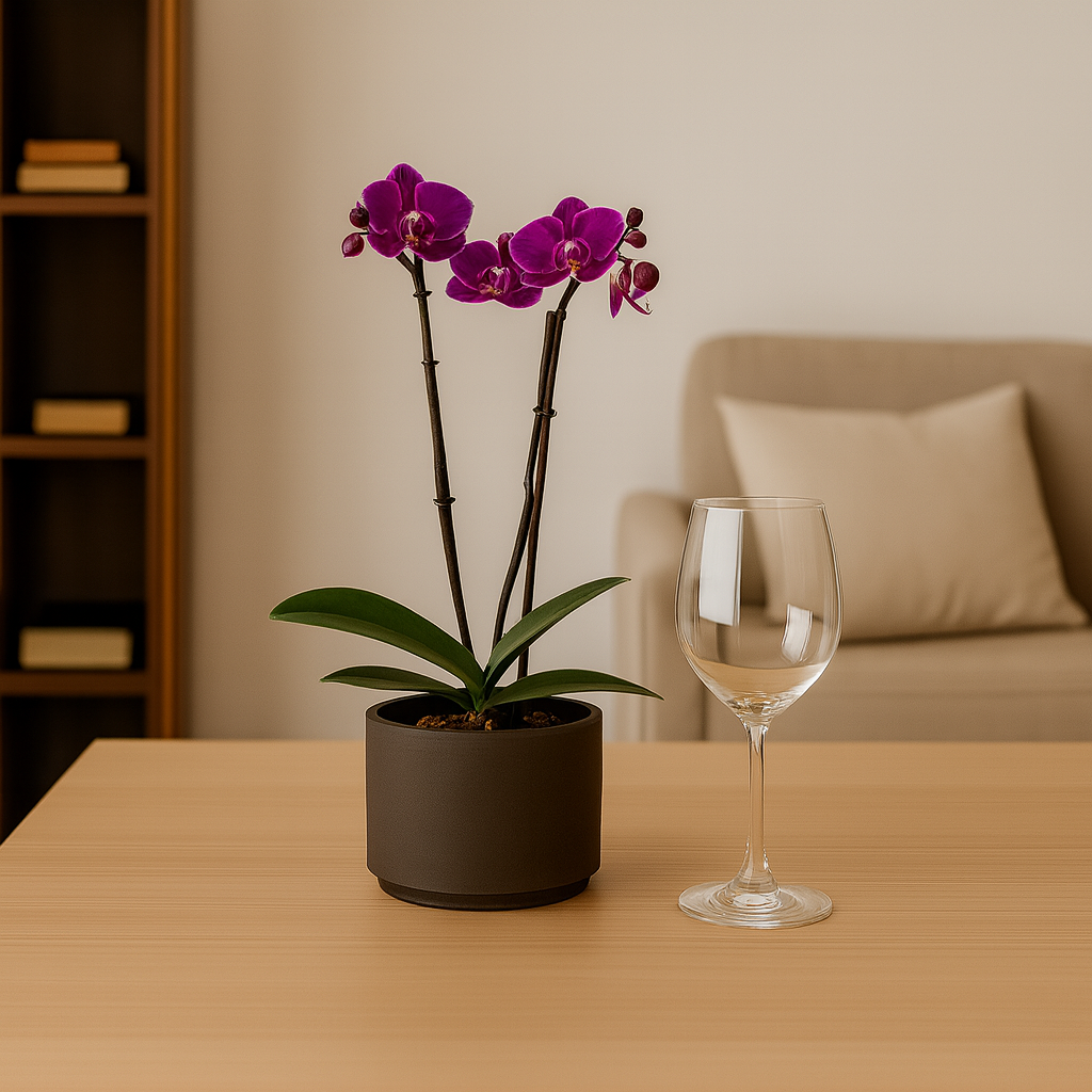 Phalaenopsis Friday Flirt Ø9