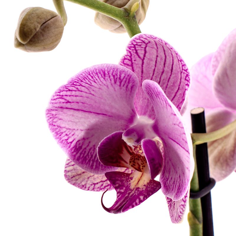 Phalaenopsis Gallery Play Ø12