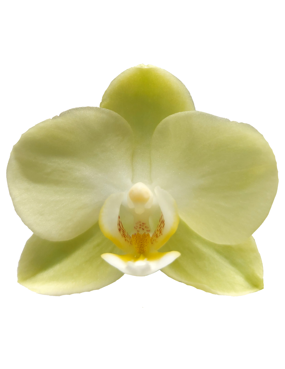 Phalaenopsis Golden Story Ø9