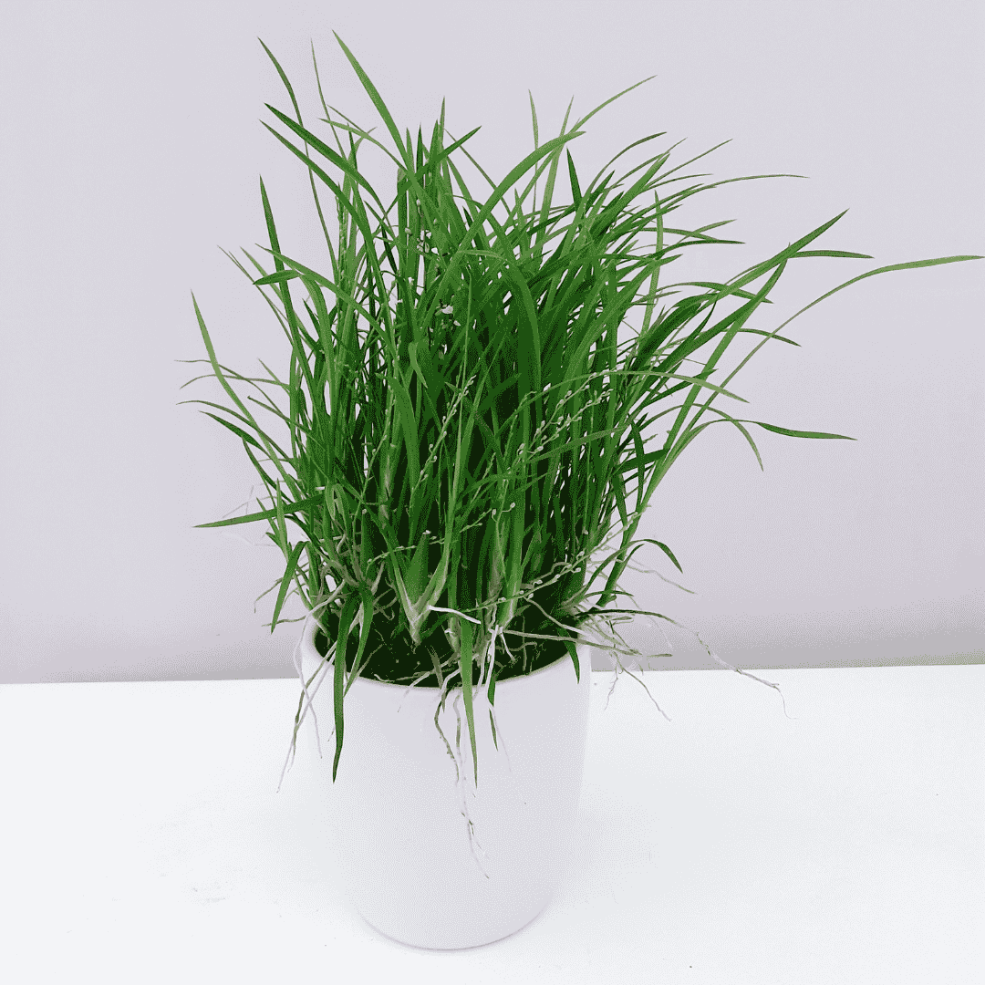 Gomesa Radicans Sigmatostalix