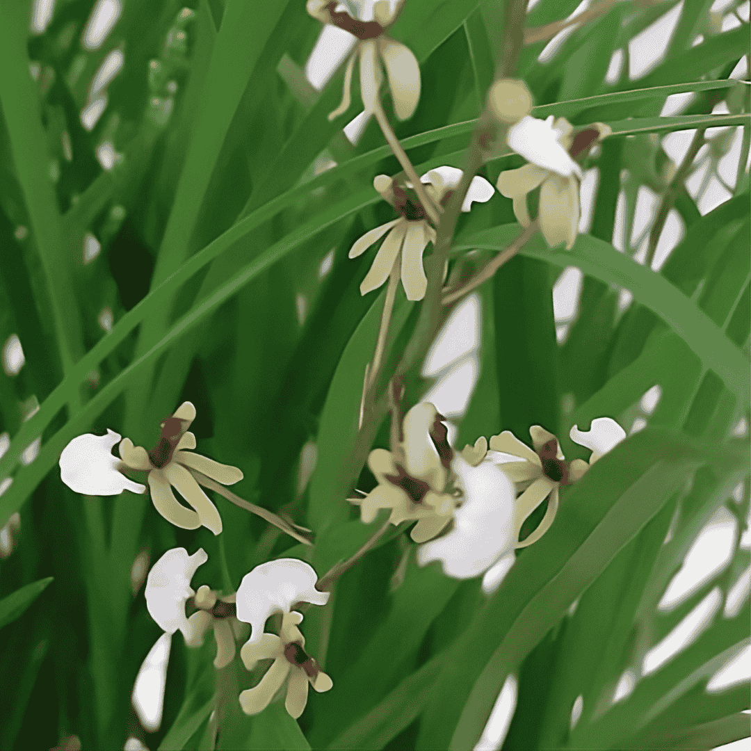 Gomesa Radicans Sigmatostalix