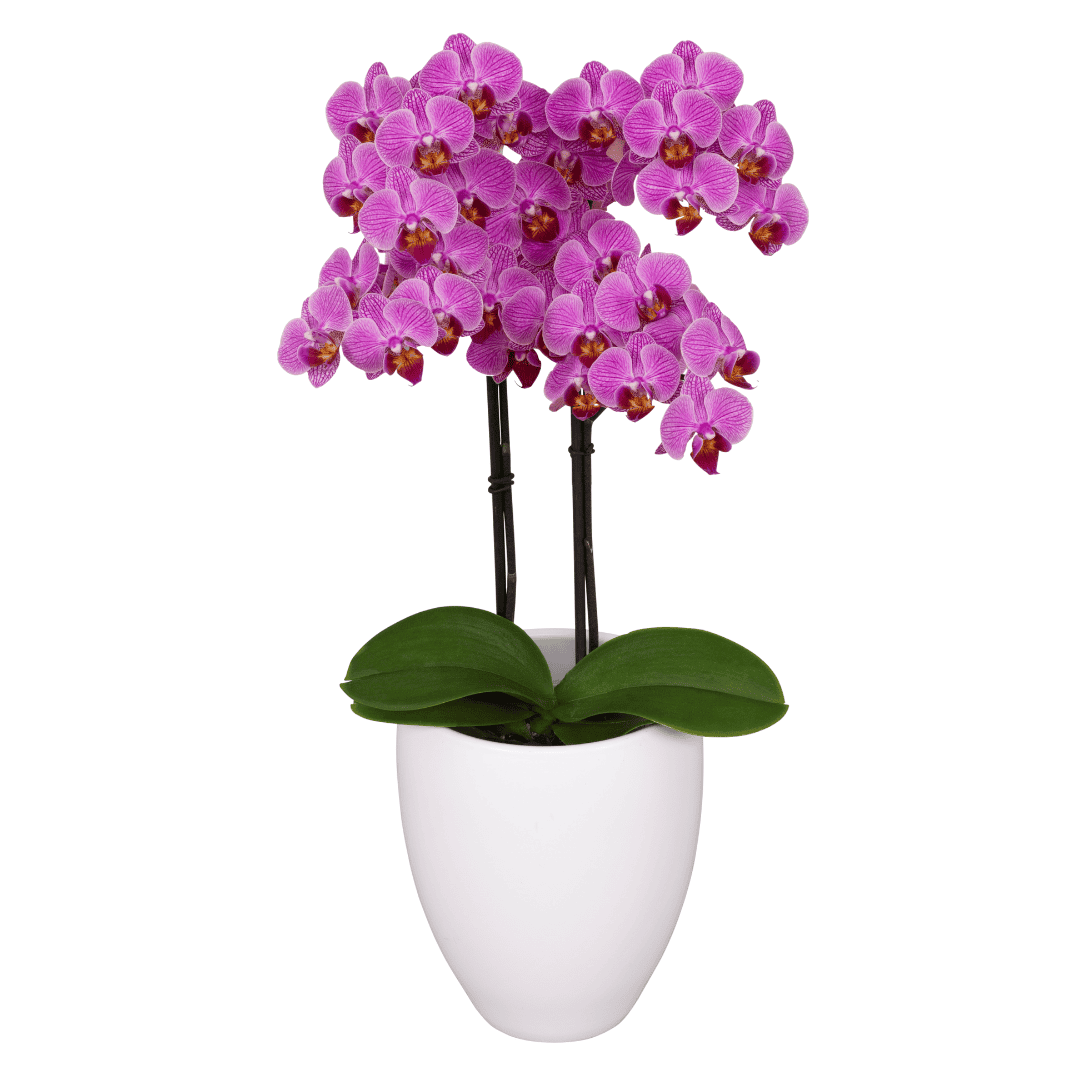 Phalaenopsis Lena Ø9