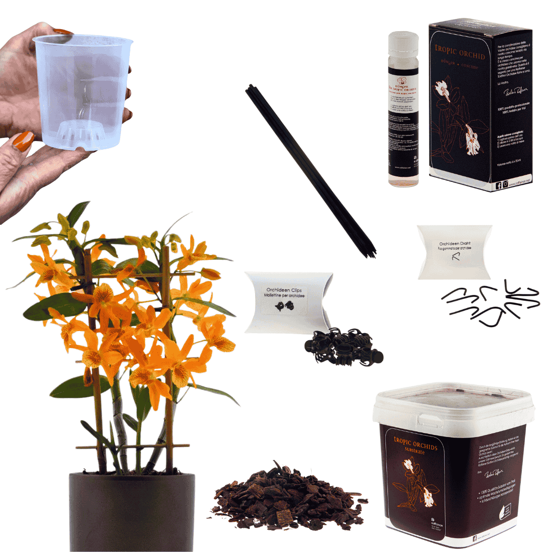 Kit Coltivazione Orchidea Tropicali
