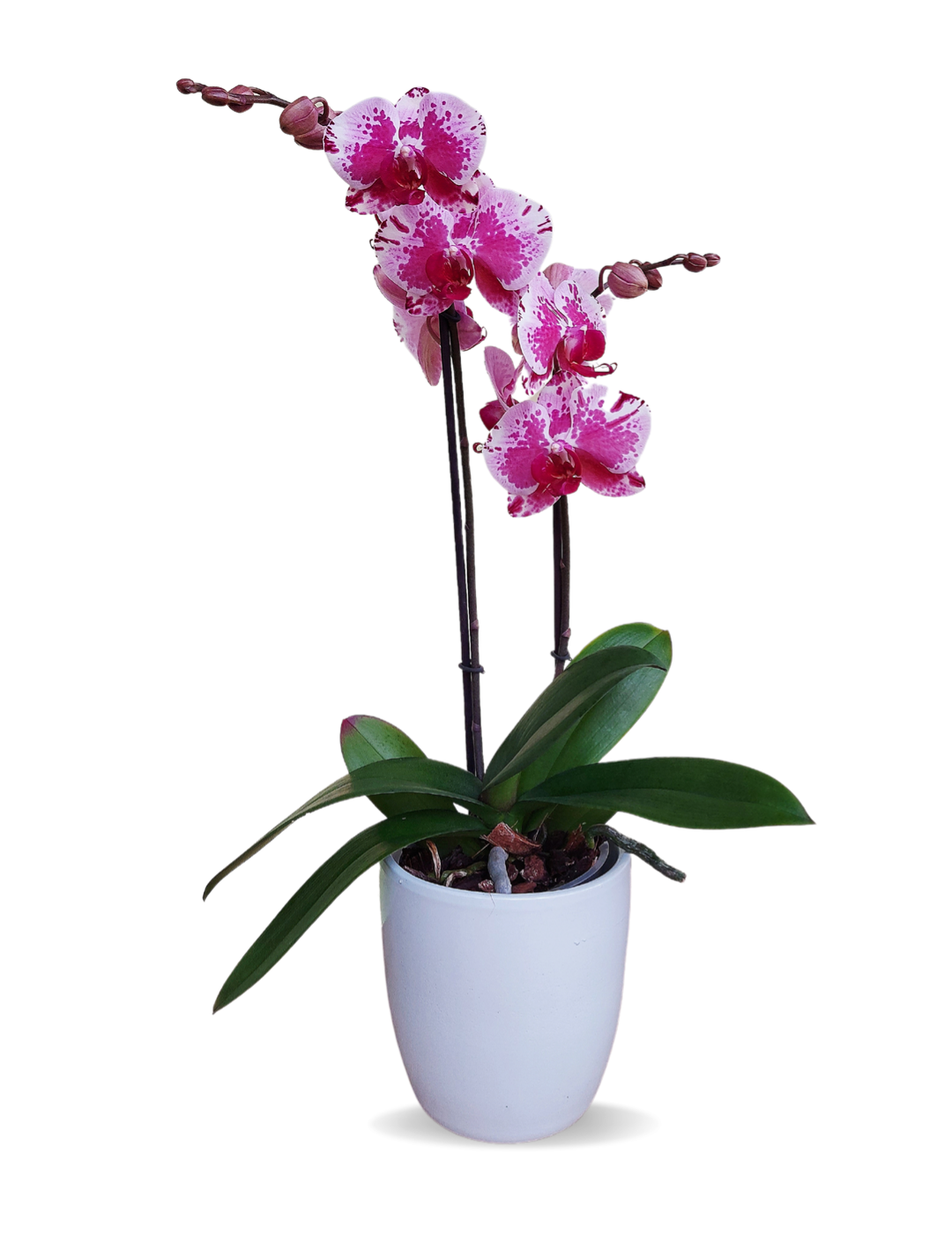 Phalaenopsis Purple Rain Ø12