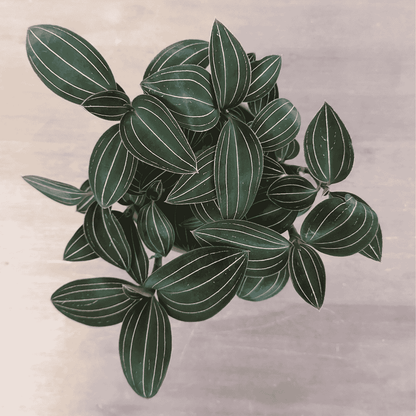 Ludisia Discolor