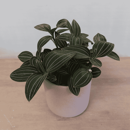 Ludisia Discolor