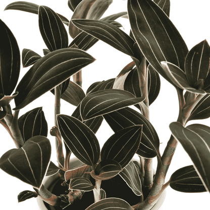 Ludisia Discolor