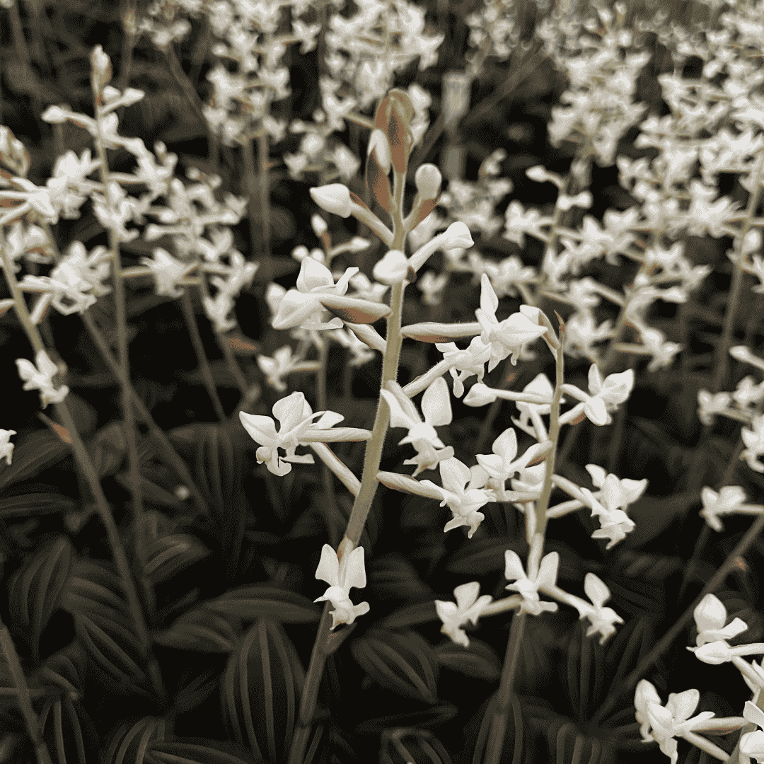 Ludisia Discolor