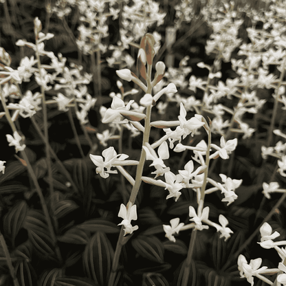 Ludisia Discolor