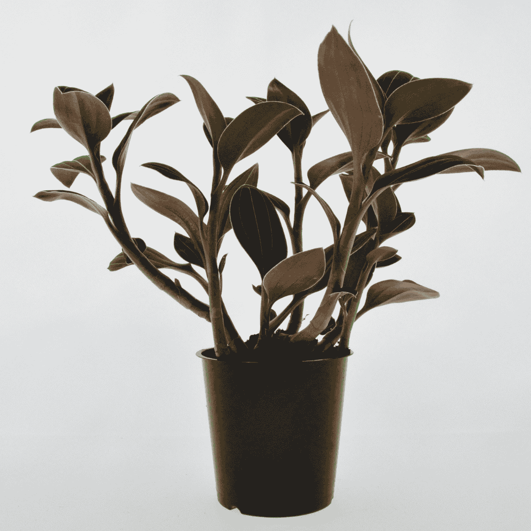 Ludisia Discolor
