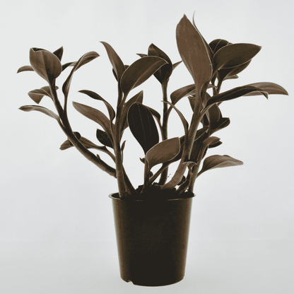 Ludisia Discolor