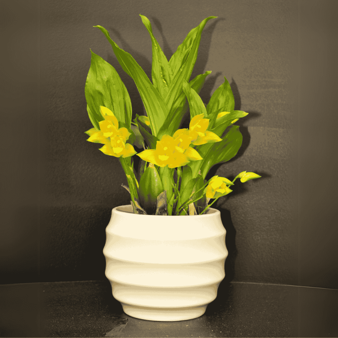 Lycaste Aromatica