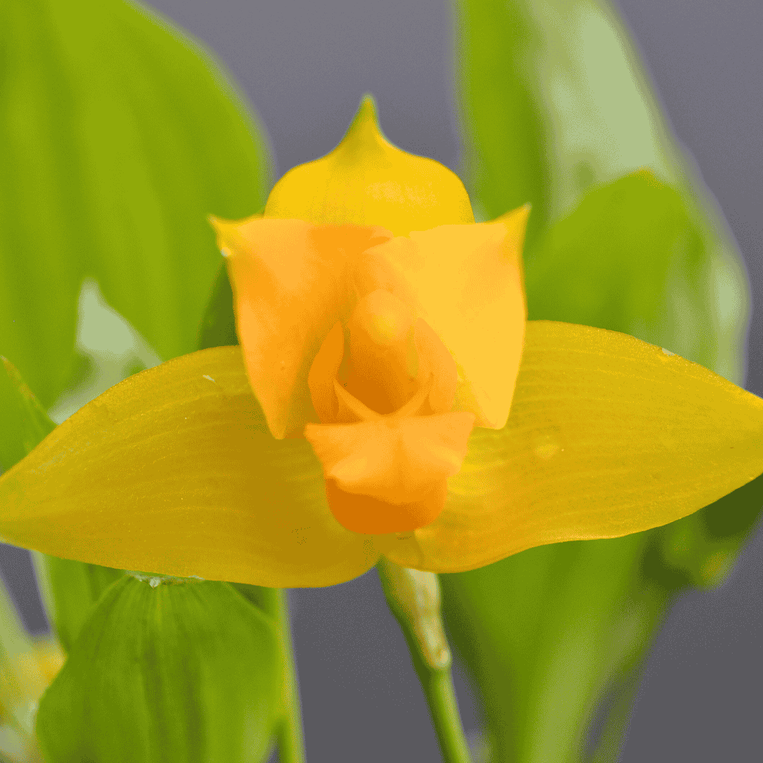 Lycaste Aromatica