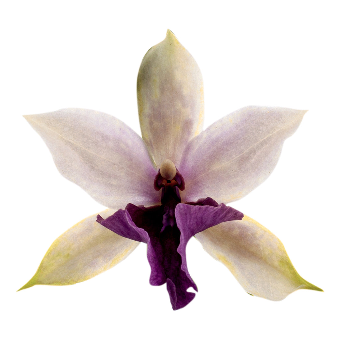 Miltonia Evelin