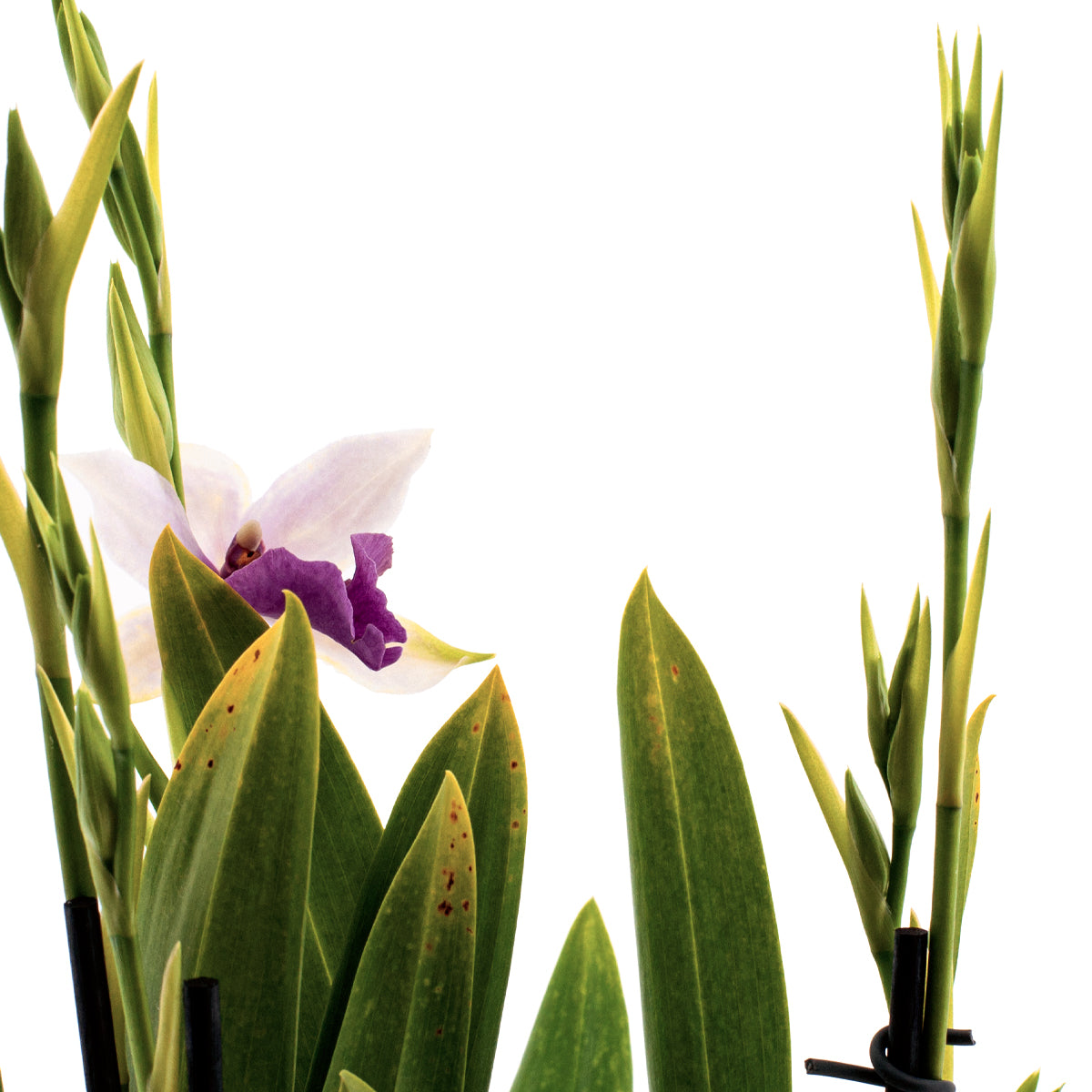 Miltonia Evelin