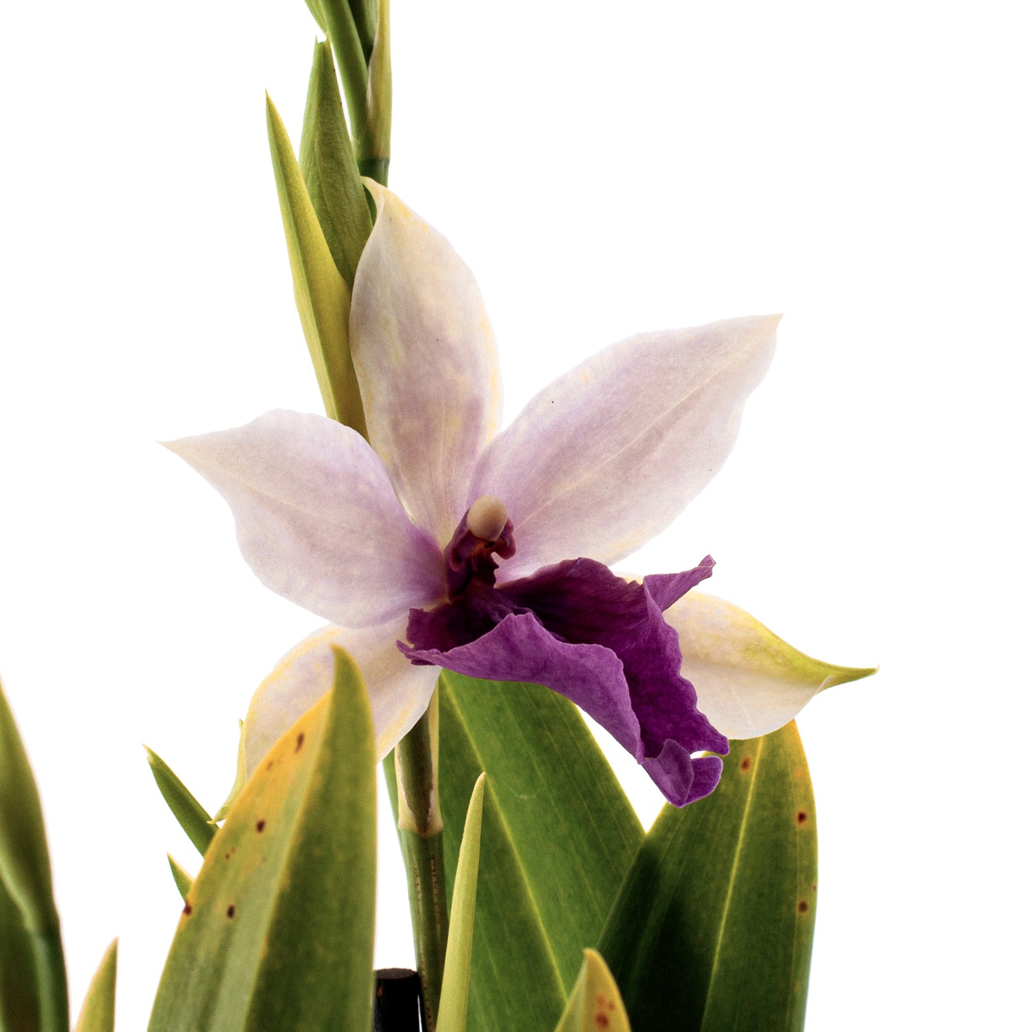 Miltonia Evelin