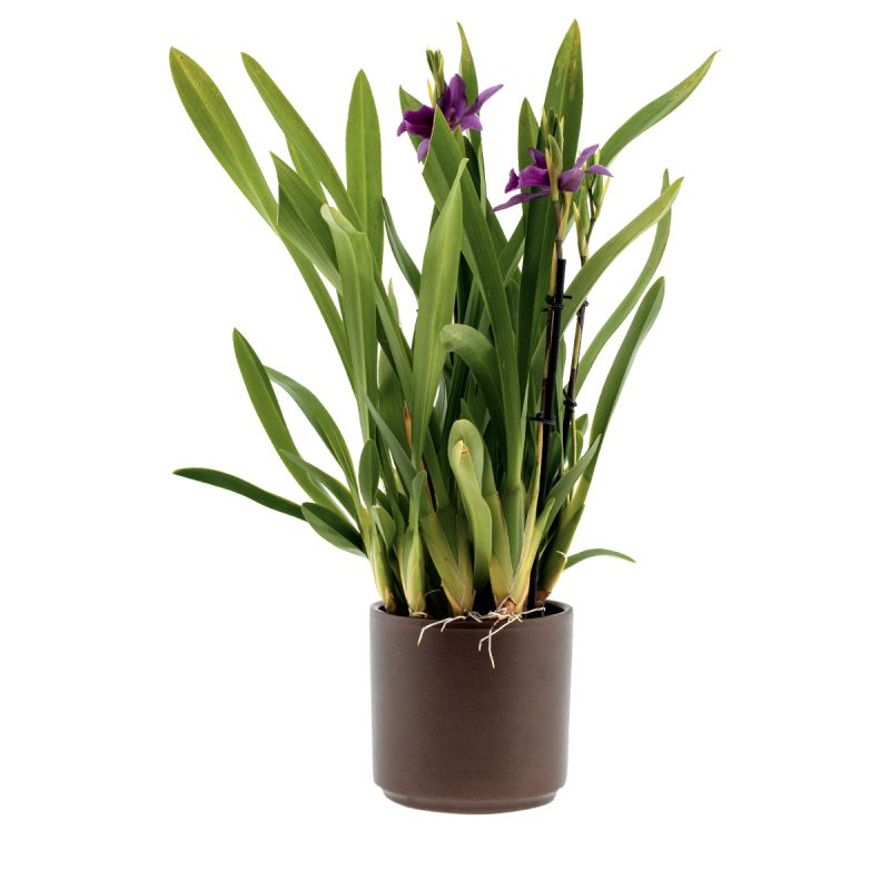 Miltonia Honolulu