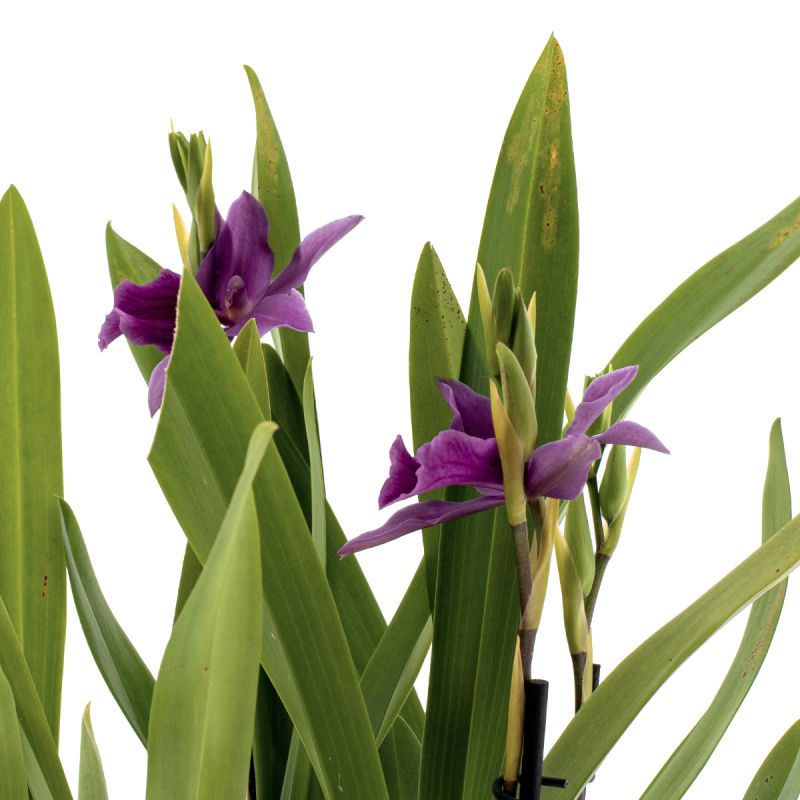 Miltonia Honolulu
