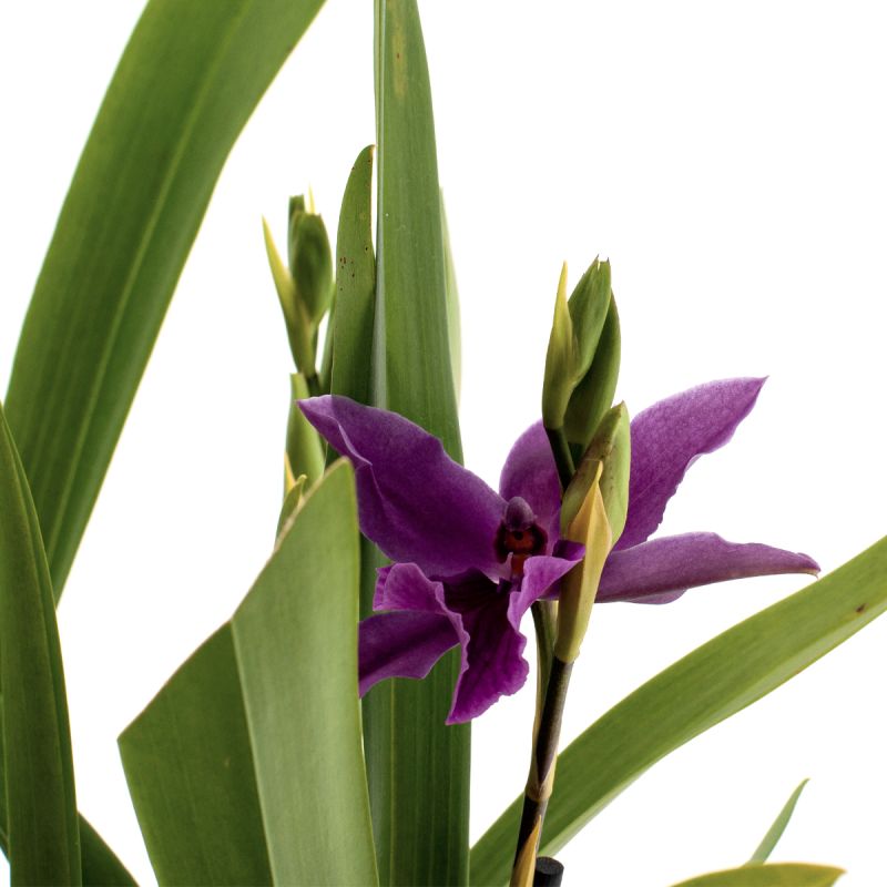 Miltonia Honolulu