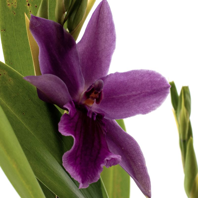 Miltonia Honolulu