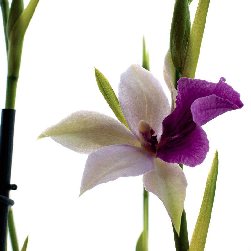 Miltonia Sofie