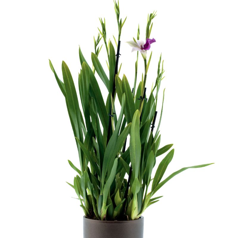 Miltonia Sofie