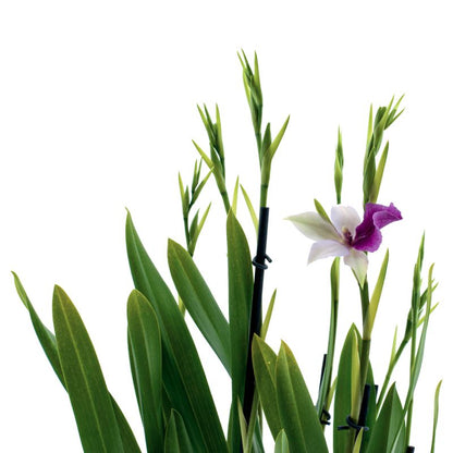 Miltonia Sofie