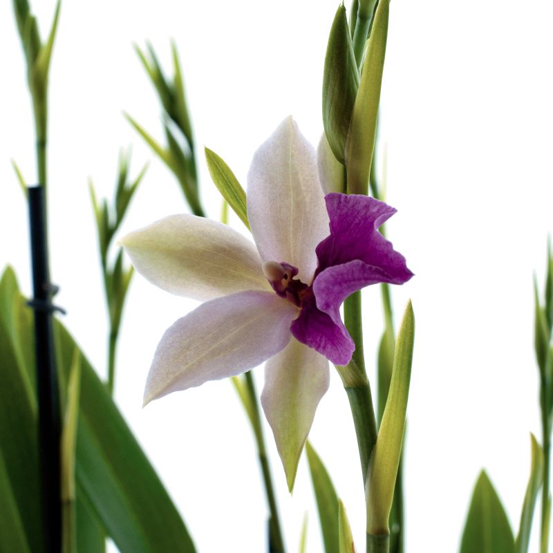 Miltonia Sofie
