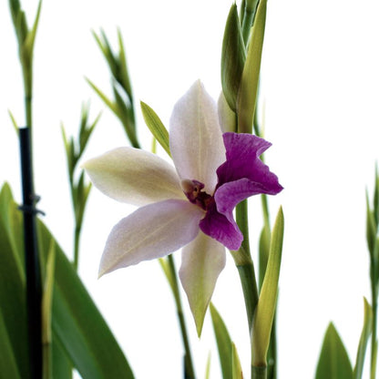 Miltonia Sofie