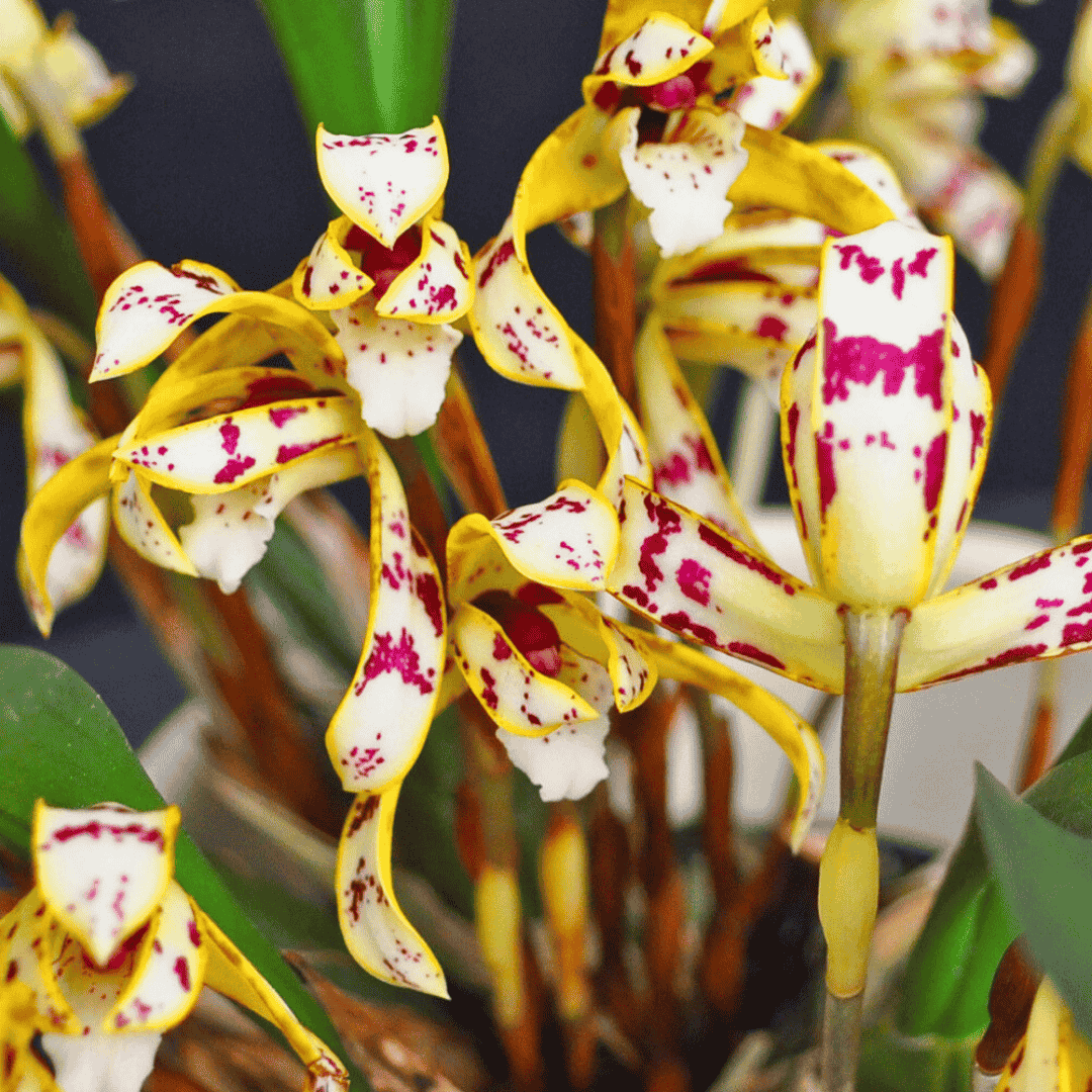 Maxillaria Picta