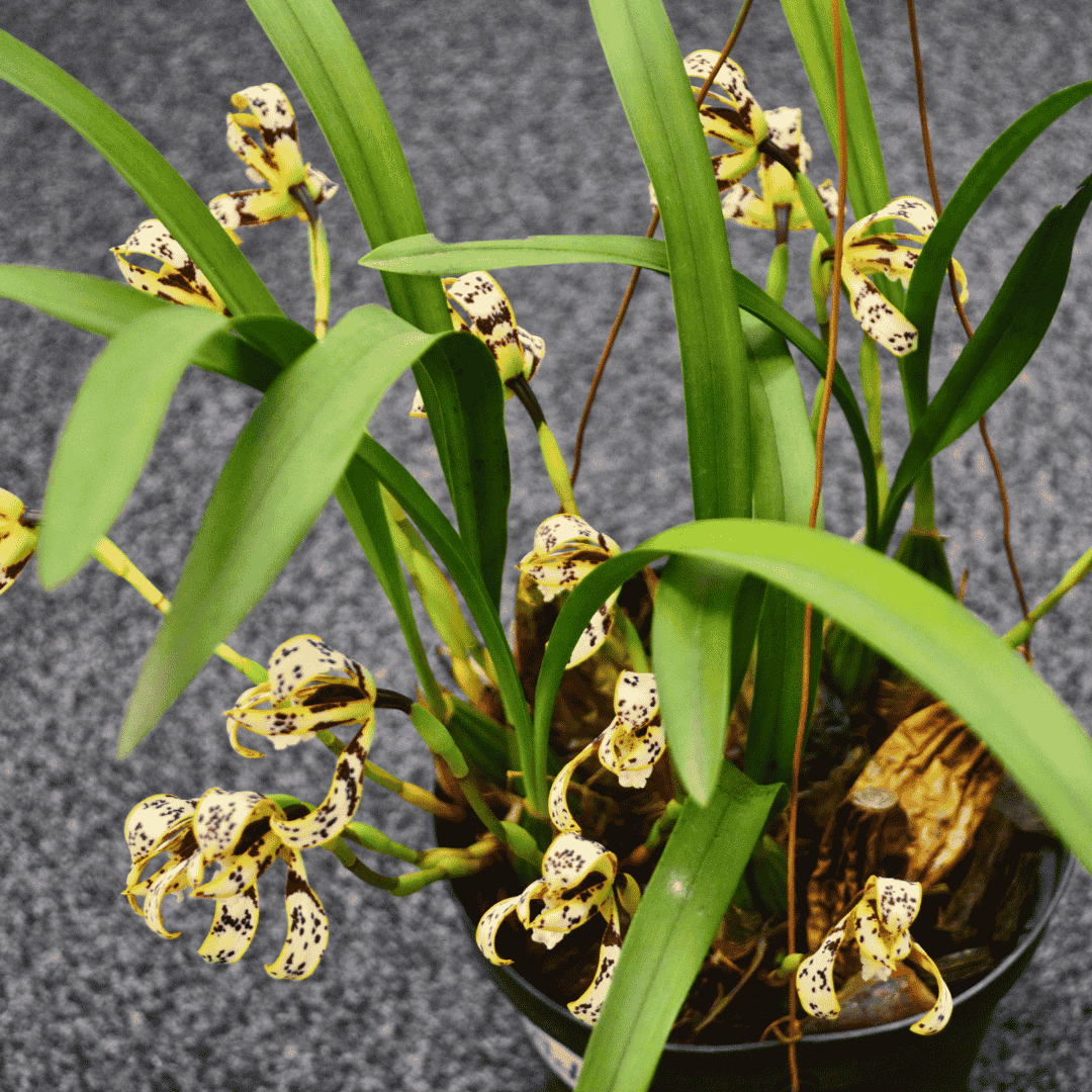 Maxillaria Picta