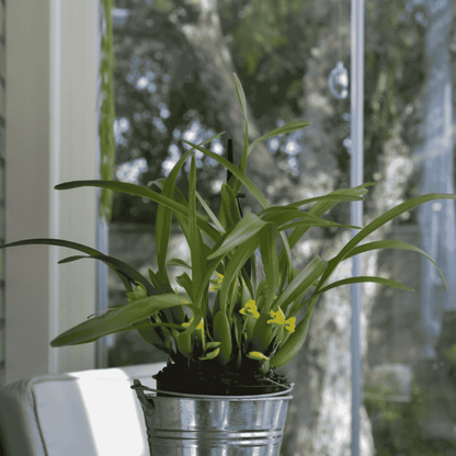 Maxillaria Variabilis