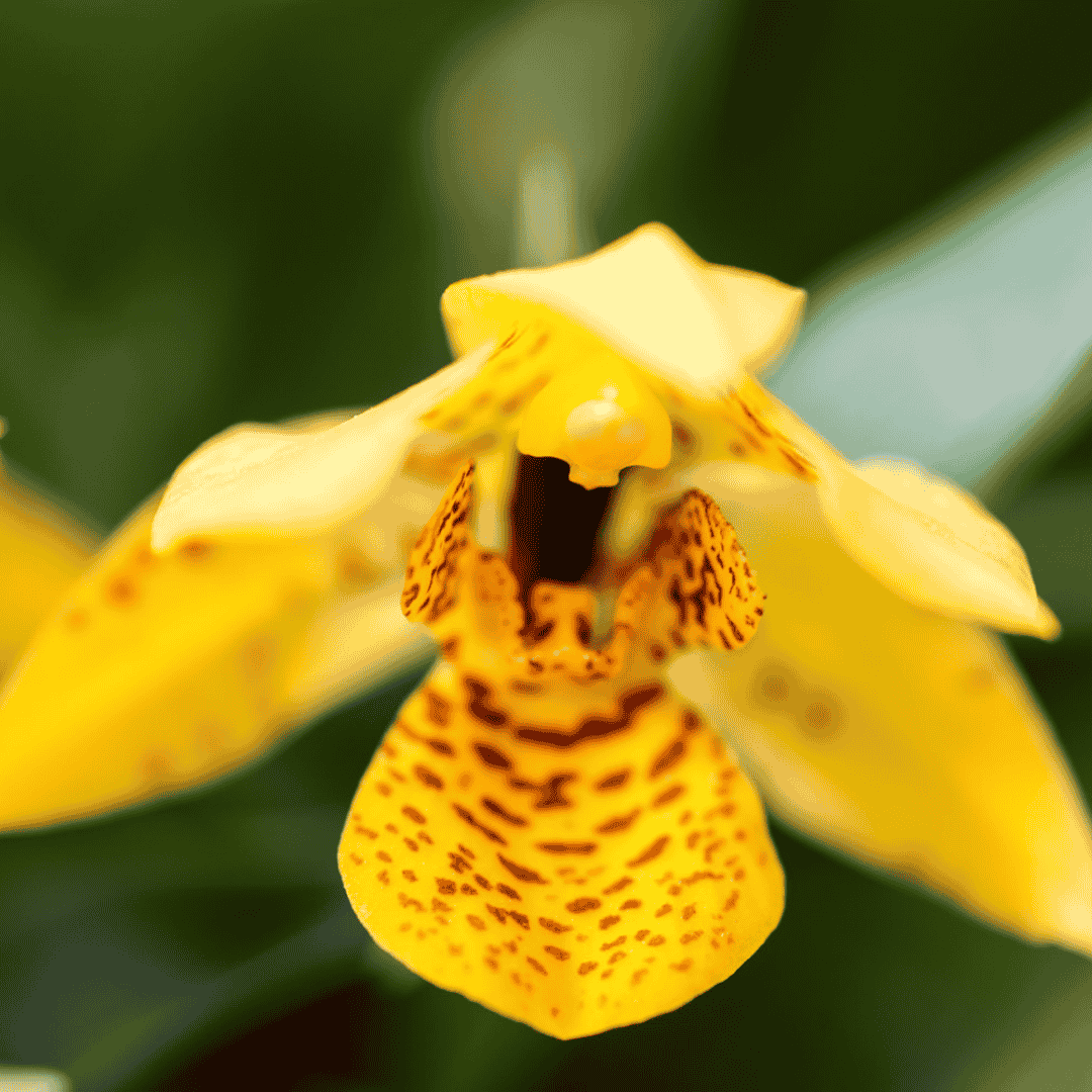 Maxillaria Variabilis