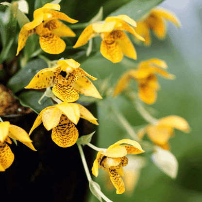 Maxillaria Variabilis