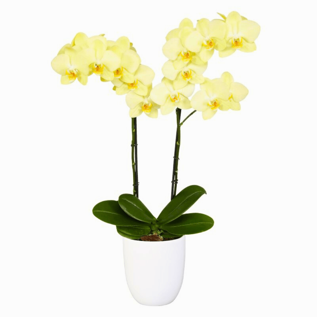 Phalaenopsis Milan Ø12