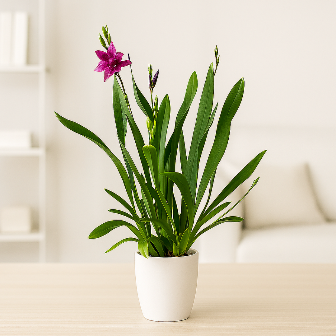 Miltonia Honolulu