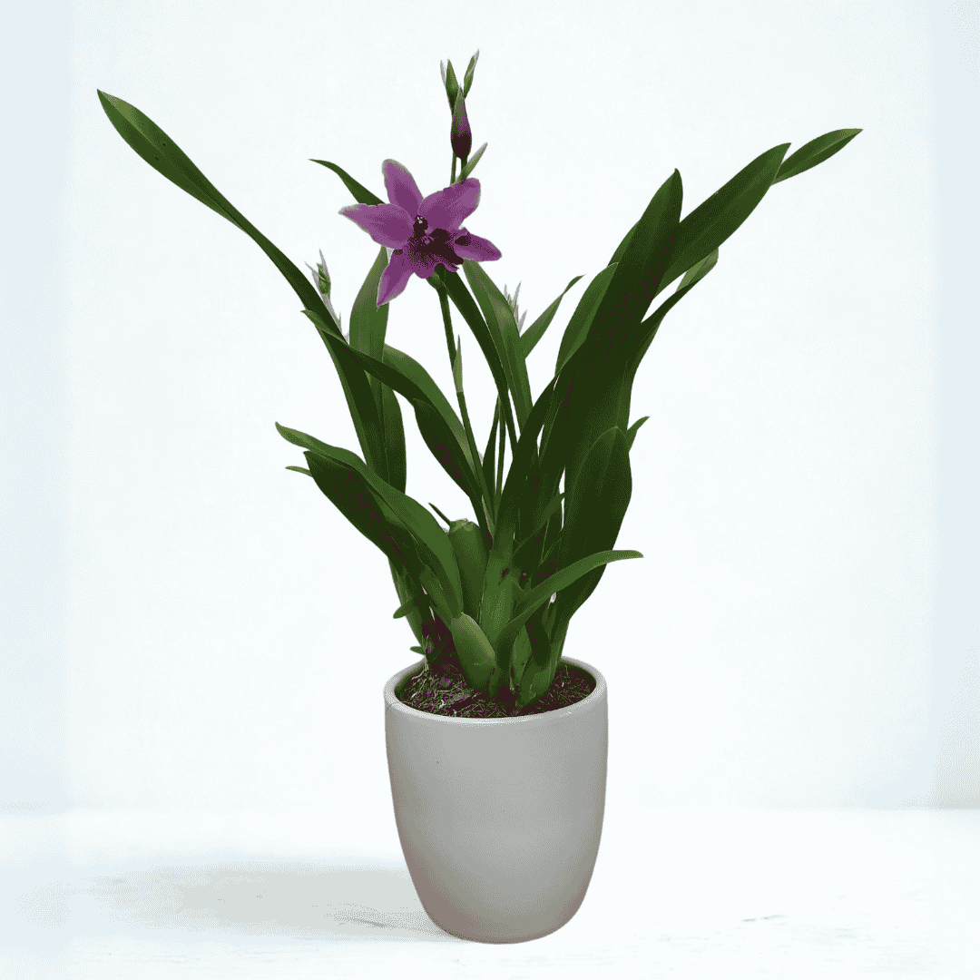 Miltonia Madleine