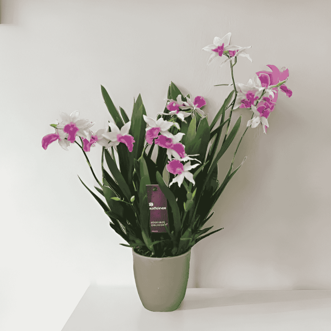 Miltonia Maui