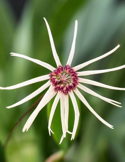 Bulbophyllum Makoyanum